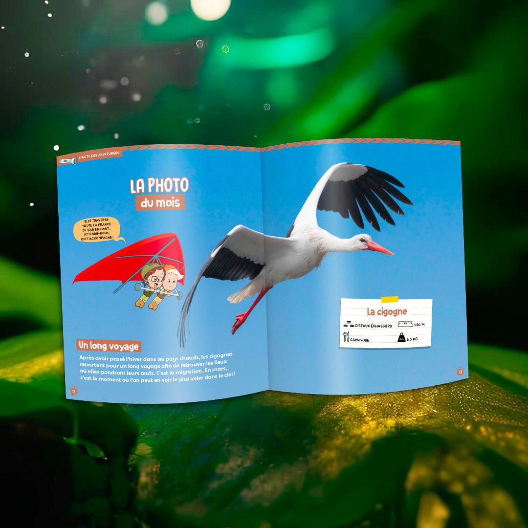 Les grenouilles vertes